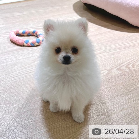 東京都のポメラニアン (ペットプラス 板橋店/2026年2月22日生まれ/女の子/クリーム)の子犬の4枚目の画像