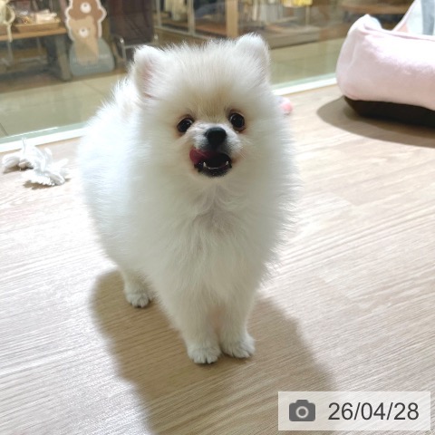 東京都のポメラニアン (ペットプラス 板橋店/2026年2月22日生まれ/女の子/クリーム)の子犬の3枚目の画像