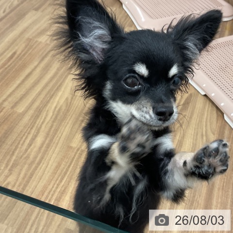 茨城県のチワワ(ロング) (ペッツワン 阿見店/2026年2月20日生まれ/男の子/ブラックタン)の子犬の3枚目の画像