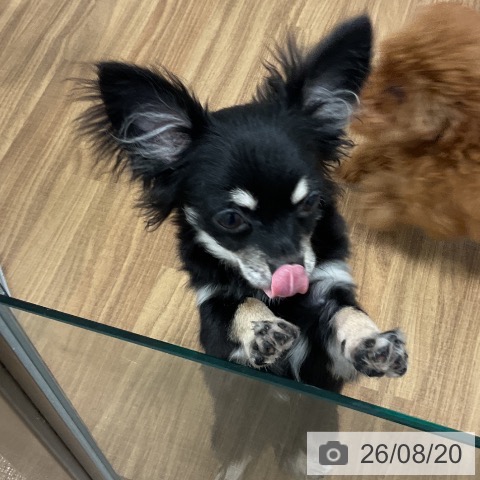 茨城県のチワワ(ロング) (ペッツワン 阿見店/2026年2月20日生まれ/男の子/ブラックタン)の子犬の3枚目の画像
