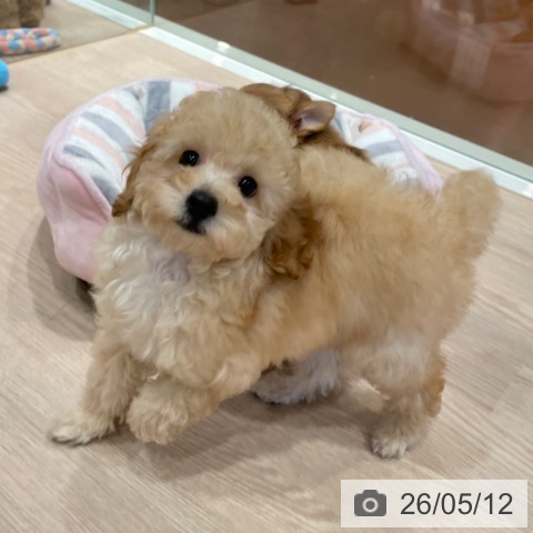千葉県のトイプードル(トイ) (ペットプラス ユーカリが丘店/2026年2月21日生まれ/男の子/クリーム)の子犬の4枚目の画像
