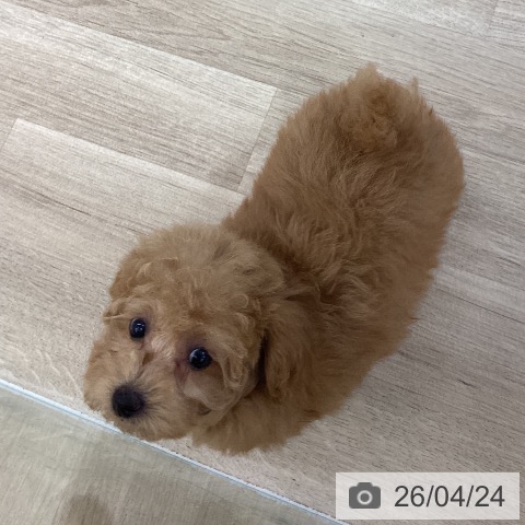 トイ・プードルの写真