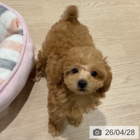 トイ・プードルの写真