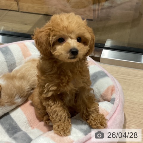 トイ・プードルの写真