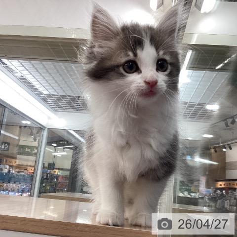 ノルウェージャンフォレストキャットの写真