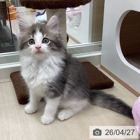 ノルウェージャンフォレストキャットの写真