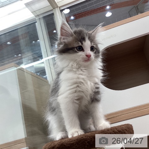 ノルウェージャンフォレストキャットの写真