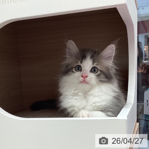 ノルウェージャンフォレストキャットの写真