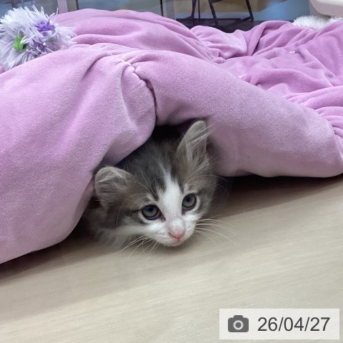 ノルウェージャンフォレストキャットの写真