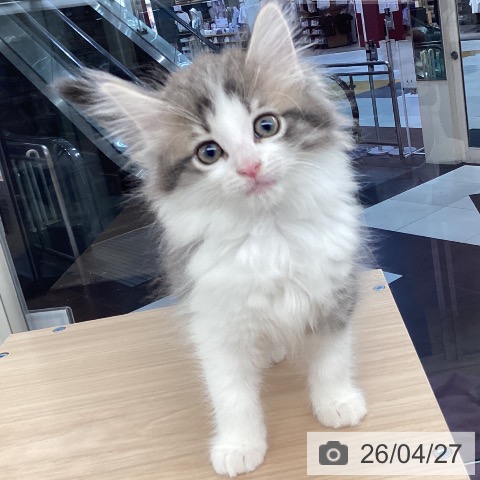 ノルウェージャンフォレストキャットの写真