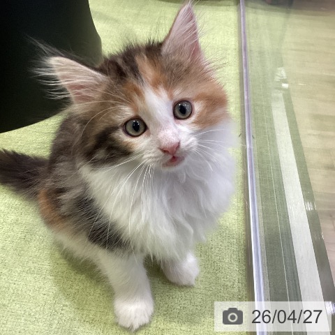 千葉県のノルウェージャンフォレストキャット (ペットプラス 幕張新都心店/2026年2月19日生まれ/女の子/ブラウンパッチドタビーホワイト)の子猫の3枚目の画像