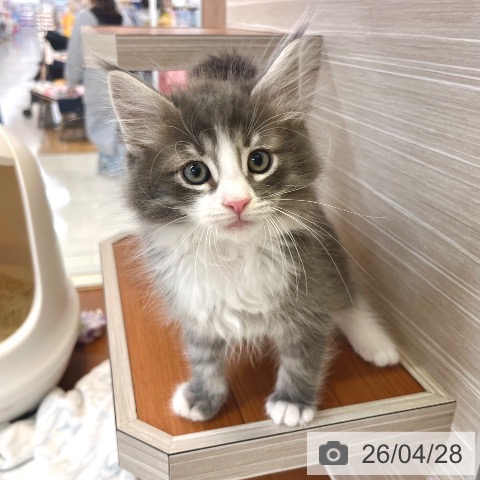 東京都のノルウェージャンフォレストキャット (ペットプラス 板橋店/2026年2月22日生まれ/男の子/ブルーマッカレルタビーホワイト)の子猫の4枚目の画像