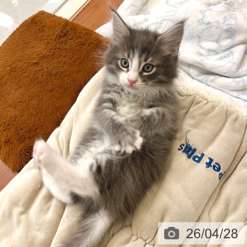 東京都のノルウェージャンフォレストキャット (ペットプラス 板橋店/2026年2月22日生まれ/男の子/ブルーマッカレルタビーホワイト)の子猫の3枚目の画像