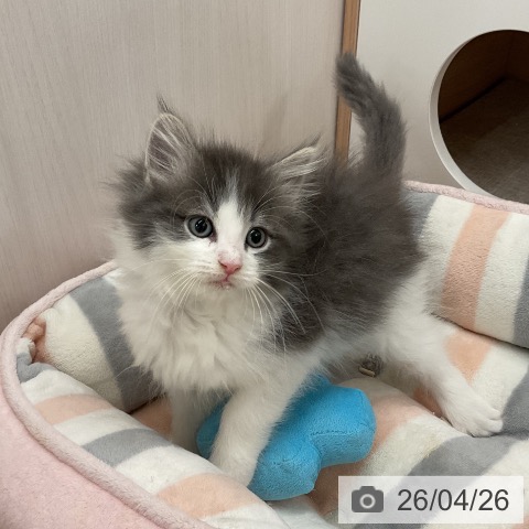 神奈川県のノルウェージャンフォレストキャット (ペットプラス モザイクモール港北店/2026年2月22日生まれ/男の子/ブルーマッカレルタビーホワイト)の子猫の4枚目の画像