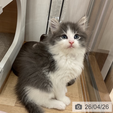 神奈川県のノルウェージャンフォレストキャット (ペットプラス モザイクモール港北店/2026年2月22日生まれ/男の子/ブルーマッカレルタビーホワイト)の子猫の3枚目の画像