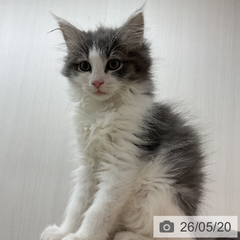 神奈川県のノルウェージャンフォレストキャット (ペットプラス モザイクモール港北店/2026年2月22日生まれ/男の子/ブルーマッカレルタビーホワイト)の子猫の3枚目の画像