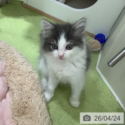 ノルウェージャンフォレストキャットの写真