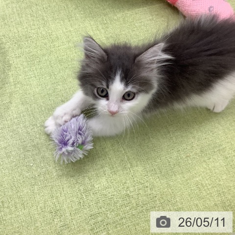 ノルウェージャンフォレストキャットの写真