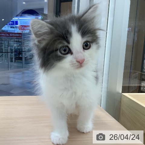 ノルウェージャンフォレストキャットの写真