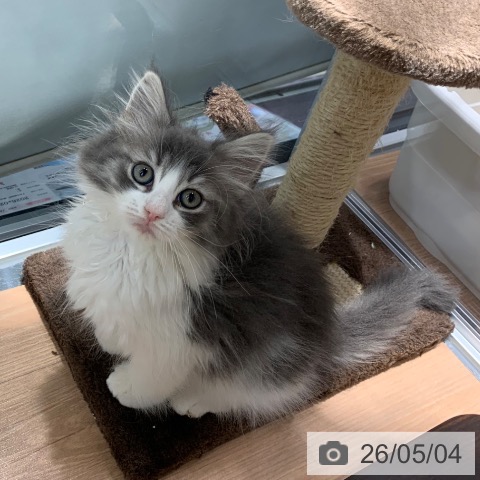 ノルウェージャンフォレストキャットの写真