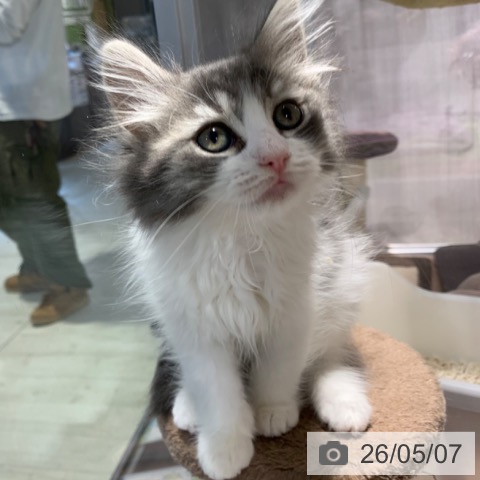 ノルウェージャンフォレストキャットの写真