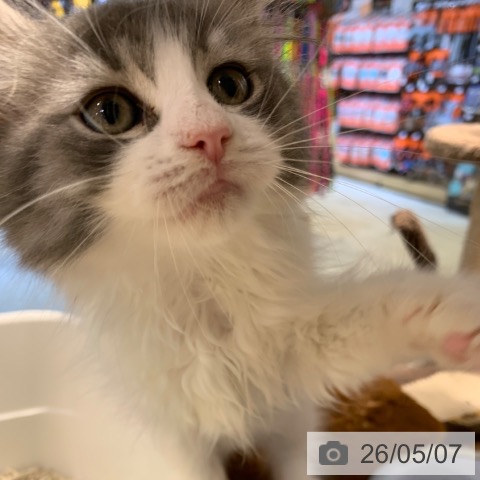 ノルウェージャンフォレストキャットの写真