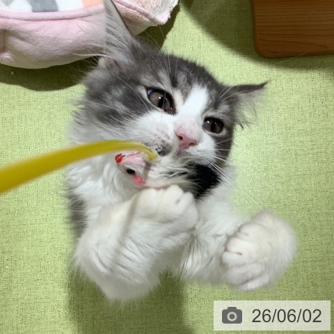 ノルウェージャンフォレストキャットの写真