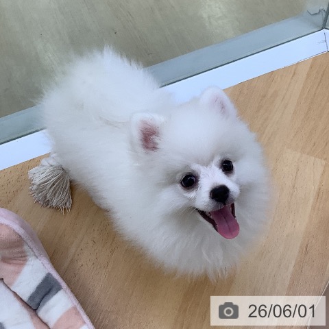 ポメラニアンの写真