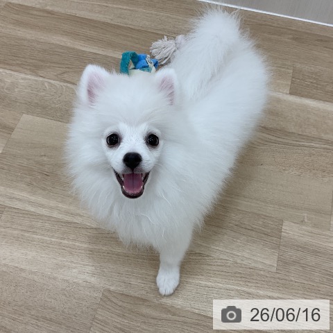 ポメラニアンの写真