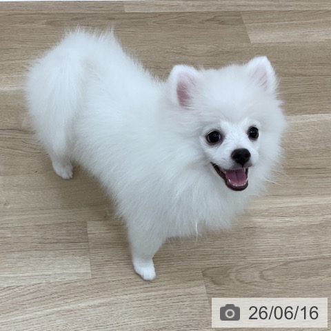 ポメラニアンの写真