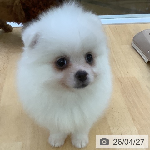 ポメラニアンの写真