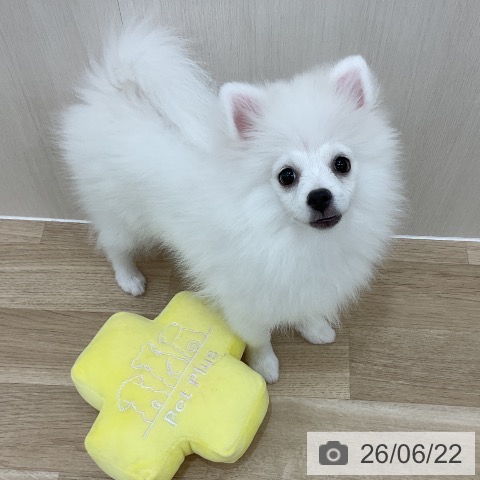 ポメラニアンの写真
