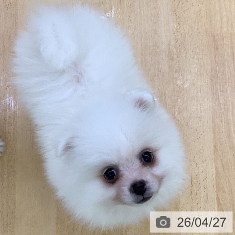 ポメラニアンの写真