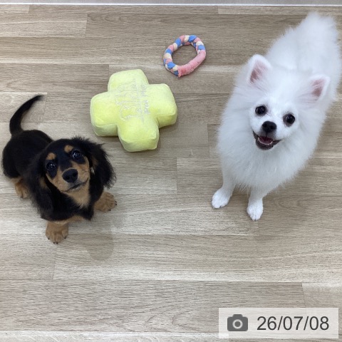 群馬県のポメラニアン (ペットプラス 前橋店/2026年2月25日生まれ/女の子/クリーム)の子犬の4枚目の画像