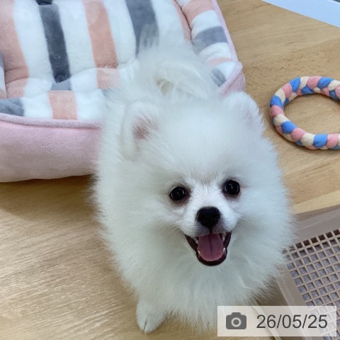 埼玉県のポメラニアン (ペットプラス 羽生店/2026年2月25日生まれ/女の子/クリーム)の子犬の3枚目の画像
