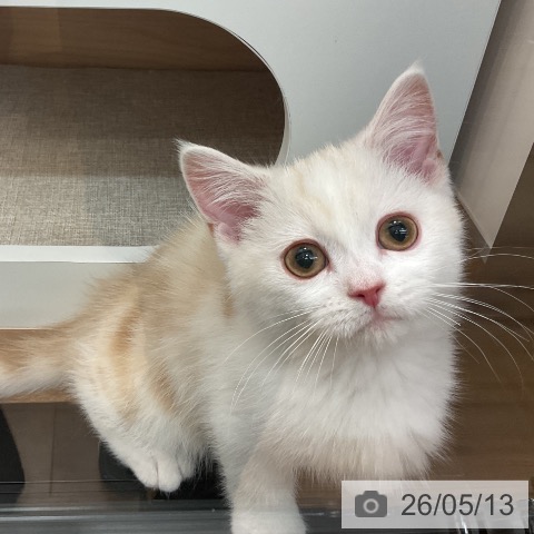神奈川県のマンチカン (ペッツワン 小田原店/2026年2月26日生まれ/男の子/カメオタビー)の子猫の3枚目の画像