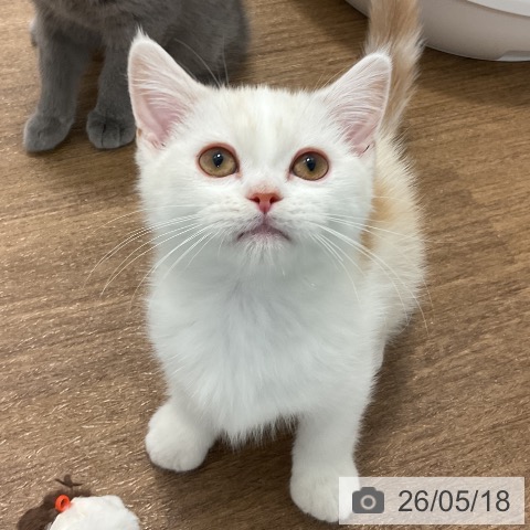 神奈川県のマンチカン (ペッツワン 小田原店/2026年2月26日生まれ/男の子/カメオタビー)の子猫の3枚目の画像