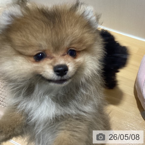 山梨県のポメラニアン (ペットプラス 甲府昭和店/2026年2月26日生まれ/男の子/オレンジ)の子犬の4枚目の画像
