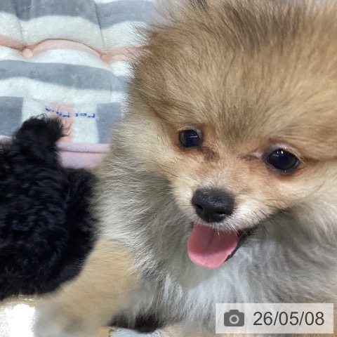山梨県のポメラニアン (ペットプラス 甲府昭和店/2026年2月26日生まれ/男の子/オレンジ)の子犬の3枚目の画像
