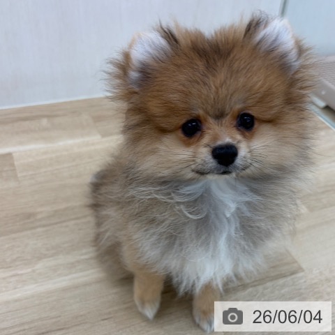 山梨県のポメラニアン (ペットプラス 甲府国母店/2026年2月26日生まれ/男の子/オレンジ)の子犬の4枚目の画像
