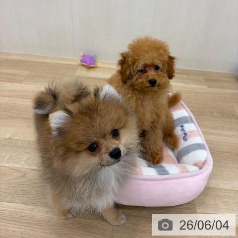 山梨県のポメラニアン (ペットプラス 甲府国母店/2026年2月26日生まれ/男の子/オレンジ)の子犬の3枚目の画像