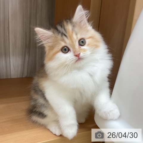 スコティッシュフォールドの写真