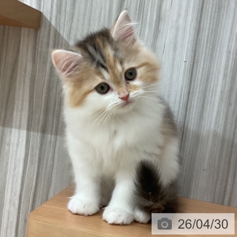 スコティッシュフォールドの写真