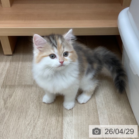 スコティッシュフォールドの写真