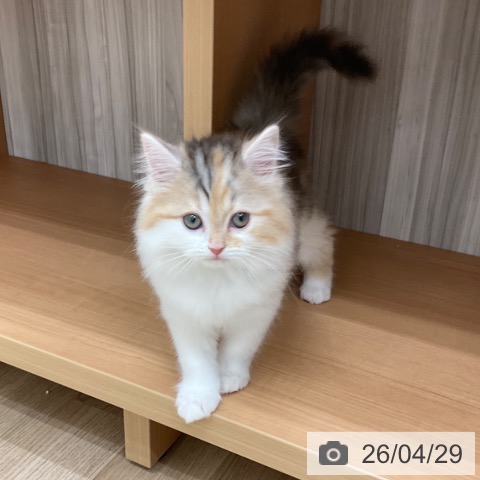 スコティッシュフォールドの写真