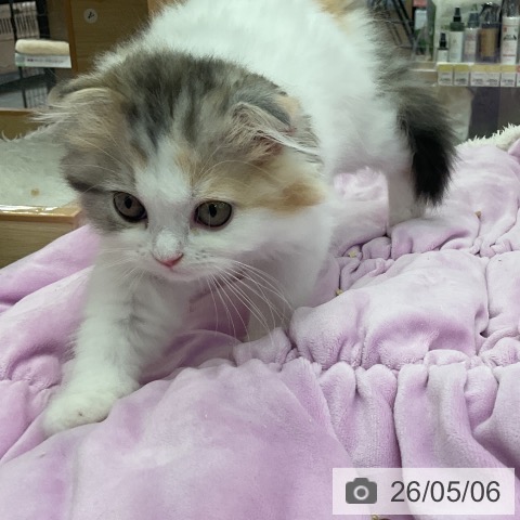 福岡県のスコティッシュフォールド (ペットプラス 福岡店/2026年2月26日生まれ/女の子/シルバーパッチドタビーホワイト)の子猫の3枚目の画像