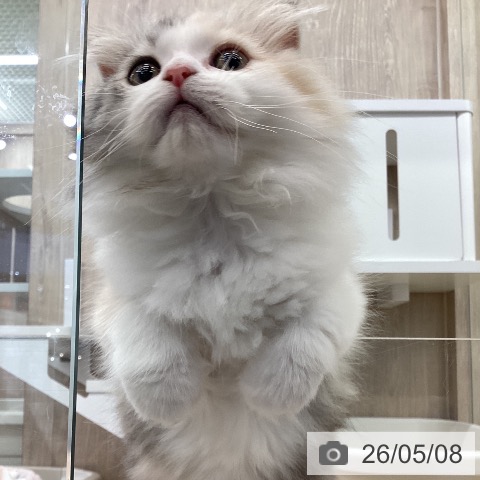 茨城県のスコティッシュフォールド (ペットプラス つくば店/2026年2月26日生まれ/女の子/シルバーパッチドタビーホワイト)の子猫の3枚目の画像