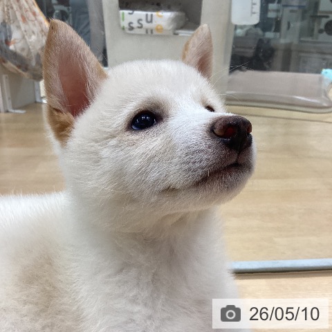 柴の写真