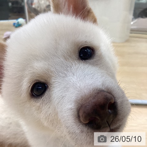 柴の写真