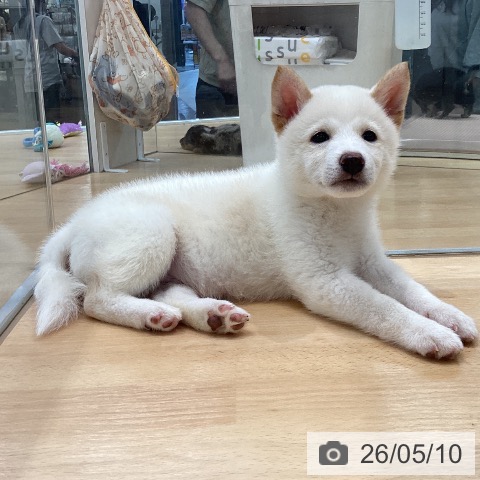 柴の写真